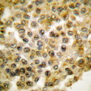 AP06107PU-N - MAPK3 / ERK1