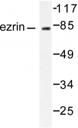 AP06112PU-N - Ezrin