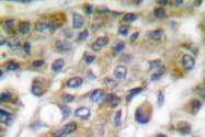 AP06147PU-N - Granzyme B (GZMB)