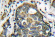 AP06205PU-N - Cytokeratin 8