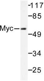 AP06239PU-N - c-Myc