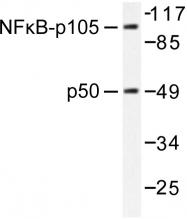 AP06243PU-N - NF-kB p105 / p50