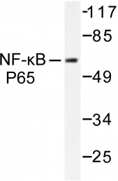 AP06249PU-N - RELA / NF-kB p65