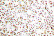 AP06254PU-N - POU2F1 / OCT1