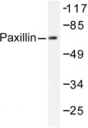 AP06280PU-N - Paxillin / PXN