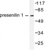 AP06290PU-N - Presenilin-1