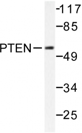 AP06297PU-N - PTEN