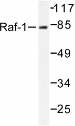 AP06299PU-N - RAF1