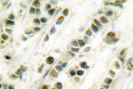AP06324PU-N - Serum response factor (SRF)