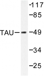 AP06346PU-N - MAPT / TAU