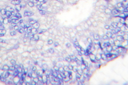 AP06348PU-N - TGF-alpha (TGFA)