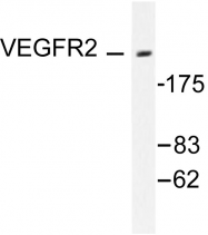AP06362PU-N - CD309 / VEGFR-2 / Flk-1