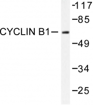 AP06381PU-N - Cyclin B1