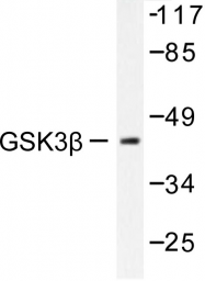 AP06391PU-N - GSK3 beta