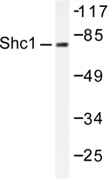 AP06411PU-N - SHC1 / SHC
