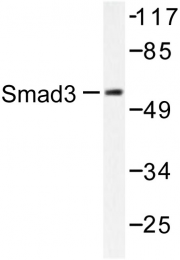 AP06414PU-N - SMAD3