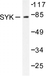 AP06416PU-N - SYK