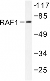 AP06438PU-N - RAF1