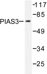 AP06454PU-N - PIAS3