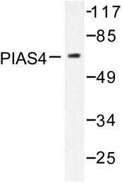 AP06455PU-N - PIAS4