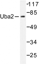 AP06472PU-N - SAE2 / UBA2