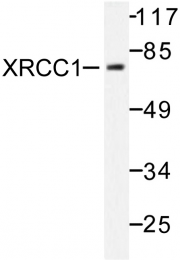 AP06480PU-N - XRCC1