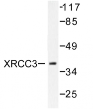 AP06482PU-N - XRCC3