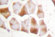 AP06487PU-N - pan Actin