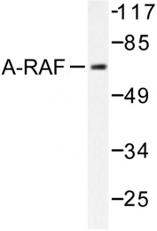 AP06495PU-N - ARAF