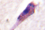 AP06496PU-N - Arrestin beta-1 / ARRB1