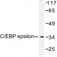 AP06502PU-N - CEBPE