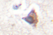 AP06502PU-N - CEBPE