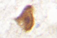 AP06529PU-N - IRS1