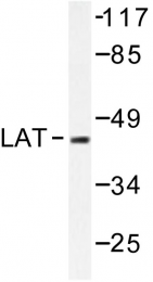 AP06532PU-N - LAT