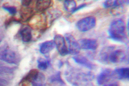 AP06539PU-N - RPS6KA5 / MSK1