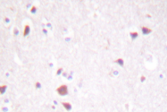 AP06540PU-N - Macrophage stimulatory protein