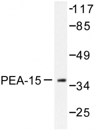 AP06559PU-N - PEA15