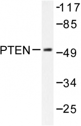 AP06574PU-N - PTEN