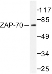 AP06596PU-N - ZAP70