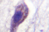 AP06610PU-N - Caspase-1