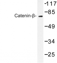 AP06611PU-N - Catenin beta-1