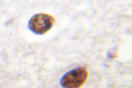 AP06614PU-N - Histone H3.3