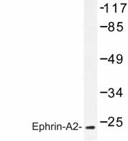 AP06639PU-N - Ephrin-A2