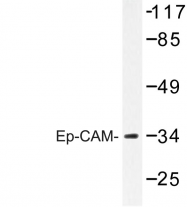 AP06671PU-N - CD326 / EPCAM / TACSTD1