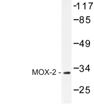 AP06700PU-N - MEOX2