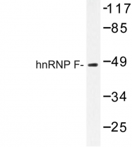 AP06706PU-N - hnRNP-F / HNRNPF