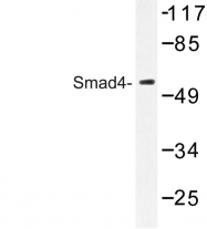 AP06725PU-N - SMAD4