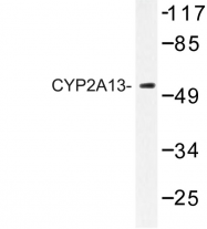 AP06775PU-N - CYP2A13