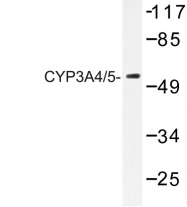 AP06777PU-N - CYP3A4