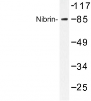 AP06799PU-N - Nibrin